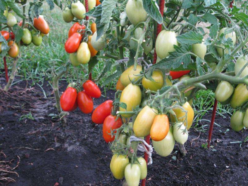 Эти помидоры получили благодаря следующим характеристикам: • холодоустойчивость, • простота выращивания, • длительное плодоношение, • упругость, • приятный вкус.