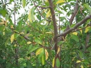 Как видим, причин, почему на яблоне желтеют листья, может быть много. Надеемся, что наши советы помогут вам провести профилактику и вырастить на своем дачном участке богатый урожай спелых и сочных яблонь.