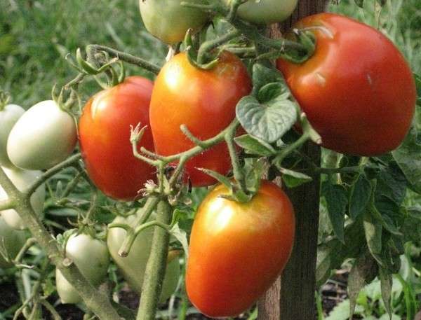 В статье предоставлена основная информация про томат Челнок: отзывы, фото, урожайность, агротехника.