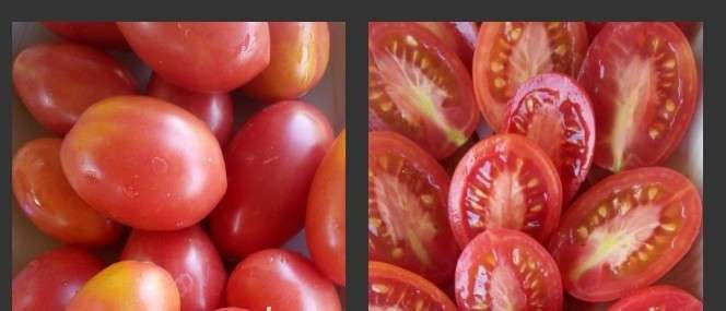 Как видно на фото, Чио-чио-сан относится к сорту мясистых помидоров.