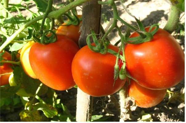 Список лучших сортов томата для посадки в открытом грунте
