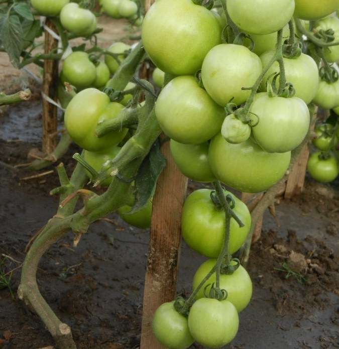 Посадить изображенный на фото томат Катя может даже начинающий огородник