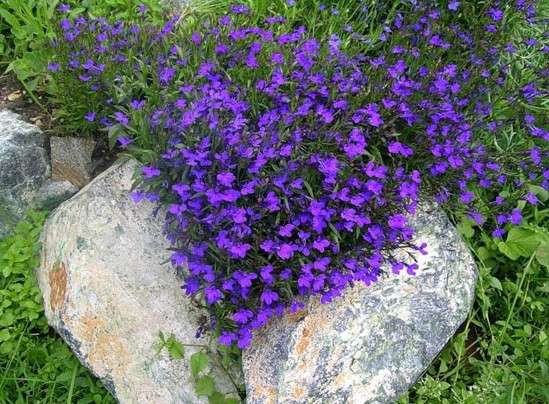 Синие, голубые, белые, малиновые, фиолетовые или пурпурные цветочки отлично смотрятся в декоративных вазонах, расставленных в саду или на дачном участке.