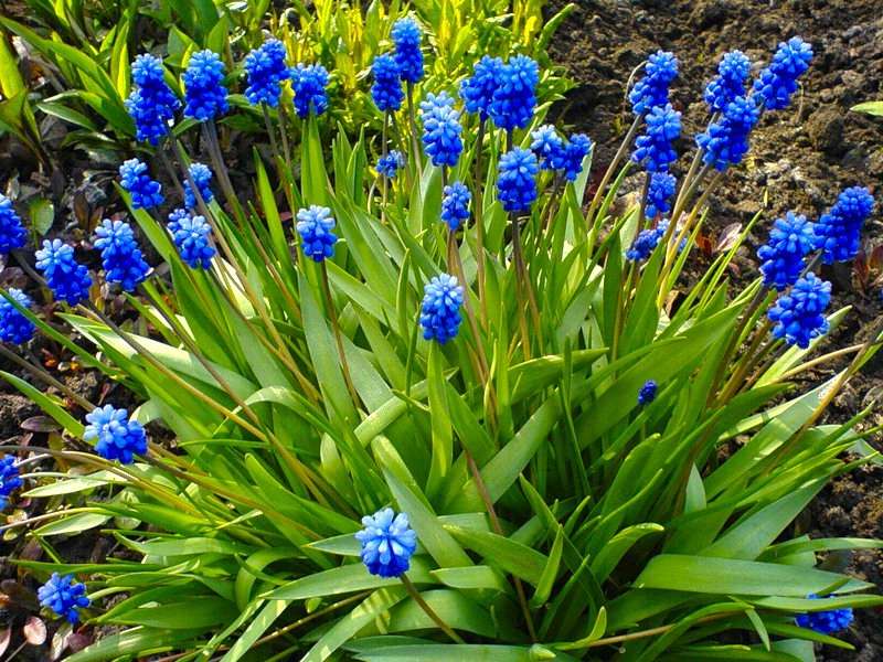 Чтобы на вашей даче ранней весной красовались такие же великолепные цветы мускари, как на фото, придерживайтесь приведенных рекомендаций по их выращиванию.