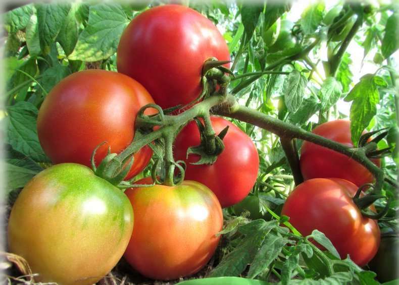 Селекционеры защитили томат Ляна от таких болезней, как вершинная гниль и макроспориоз, но растение поддается другим часто встречающимся заболеванием этих культур.