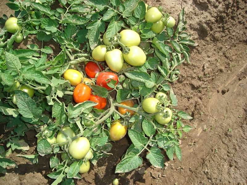 Даже холодным летом, как отражают многочисленные отзывы, дачники собирают хороший урожай помидоров этого сорта, как на фото.