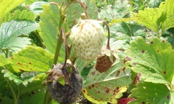 Эта болезнь клубники также приводи к гниению, но вначале на ягодах появляются черные пятна.