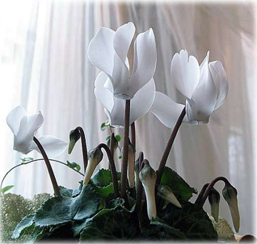 Комнатный цветок цикламен, фото