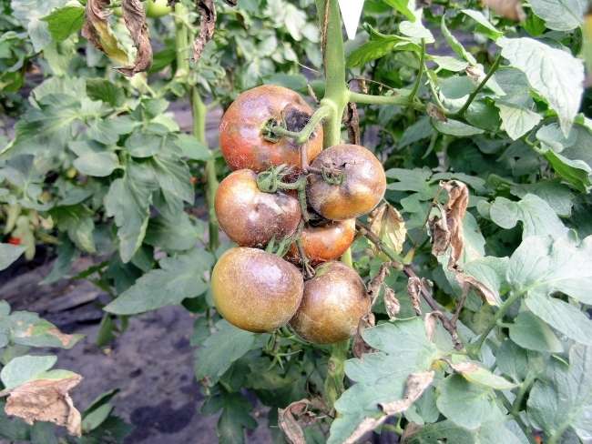 Так как таким образом в считанные дни можно лишиться всего урожая томатов, возникает вопрос — чем обрабатывать помидоры от фитофтороза?