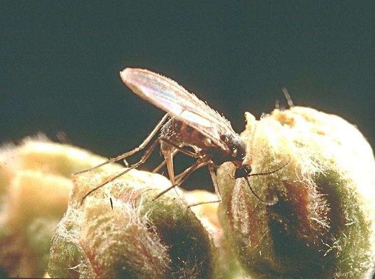 Название разновидностей этих маленьких комариков зависит от того, в какой период они вылетают и в какой части растения селятся после зимовки, проведенной под кустом черной смородины или малины.