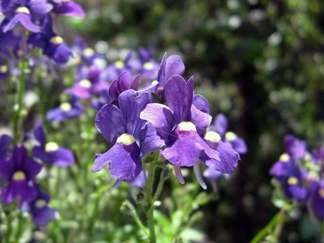 Чтобы наслаждаться цветением лобелии с самого начала лета, сажать семена необходимо в конце февраля или начале марта. 