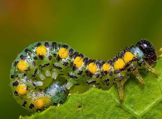 Проблемы доставляют личинки этого насекомого. Они развиваются внутри завязей и выедают семена.
