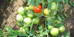 лучшие сорта помидоров для открытого грунта