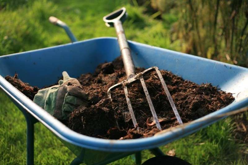 Для удобрения почвы подойдет перегной, древесная зола и комплексная нитроаммофоска. 