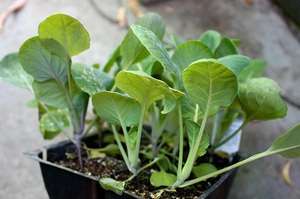 как вырастить капусту в открытом грунте
