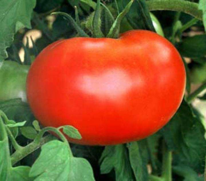 Ниже предоставлено более подробное описание этого сорта помидор, которое может помочь вам определиться с тем, хотите ли вы видеть кусты томата Ляна на своем земельном участке.