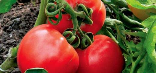 Как сажать томат буденовка и как за ним ухаживать для того, чтобы получить богатый урожай