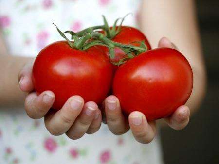 как повысить урожайность помидор в открытом грунте