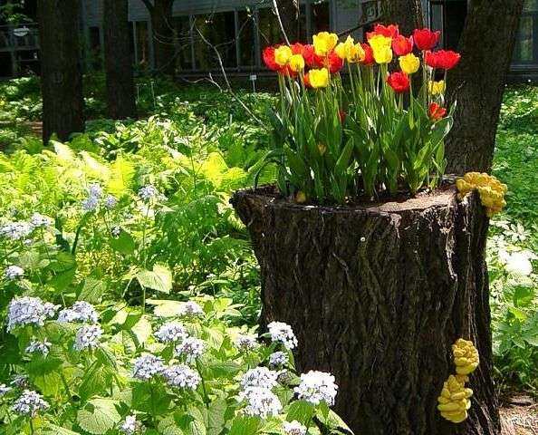 Размещенные в саду пни можно использовать несколькими способами. Например, на них можно поставить вазоны с цветами. Еще вариант — посадить цветы в углубление, сделанное внутри пня. В конце концов, пенечки можно просто выкрасить яркими красками.