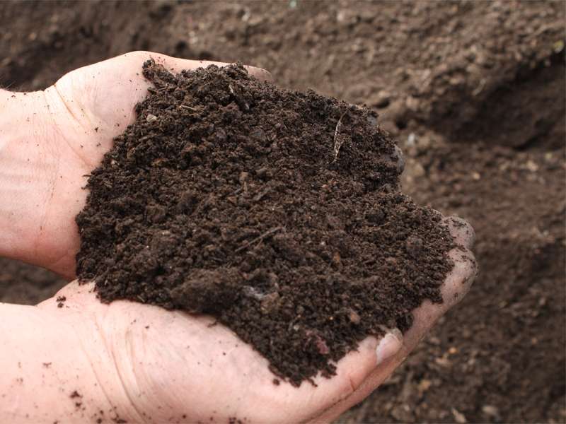 Перед тем, как сажать семена гвоздики, выбранный отрезок земли необходимо подготовить. В этот процесс входит его перекопка, рыхление и покрытие полиэтиленовой пленкой на две недели. Важно, чтобы земля была легкой и плодородной. Идеально, если она стоит из песка, торфа и перегноя.