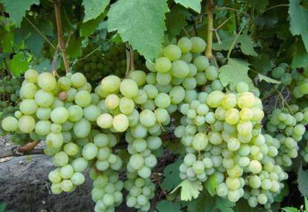 Виноград «Кеша», описание сорта, фото которого можно найти на нашем сайте, принесет вам богатый урожай сочных, сладких и крупных ягод.