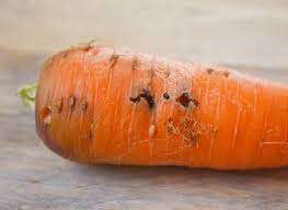 Итак, вредители моркови и борьба с ними требует слаженных и своевременных действий. Надеемся, что наши советы помогут вам сохранить урожай и наслаждаться сладкой и вкусной морковкой до самой весны.