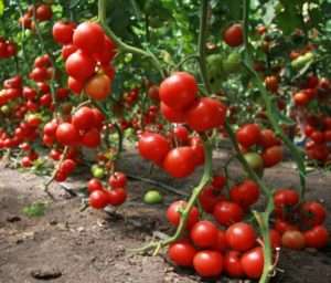 как повысить урожайность помидор в открытом грунте