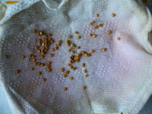 Непосредственно перед посадкой семена баклажанов обрабатывают два раза: 1. Полчаса раствором марганцовки, 2. Сутки теплым раствором гумата натрия.