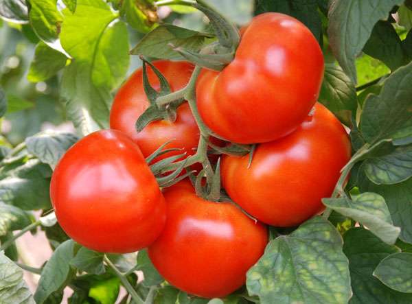 Подкормка помидоров во время цветения и плодоношения — это важное условие для получения хорошего урожая. 