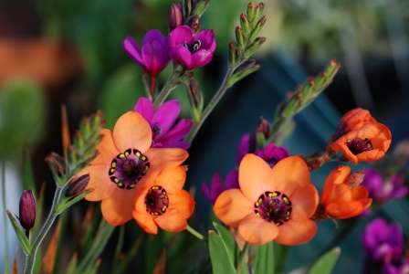 Обсудим такую тему, касающуюся цветка спараксис — выращивание и уход в саду. Фото его разновидностей предоставлены для лучшего знакомства.