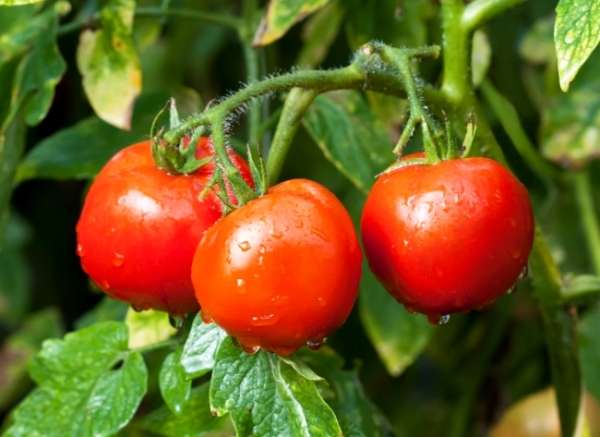 Белый налив Один из самых старых томатов сибирской селекции, предназначенный для выращивания в открытом грунте и употребления в свежем виде.