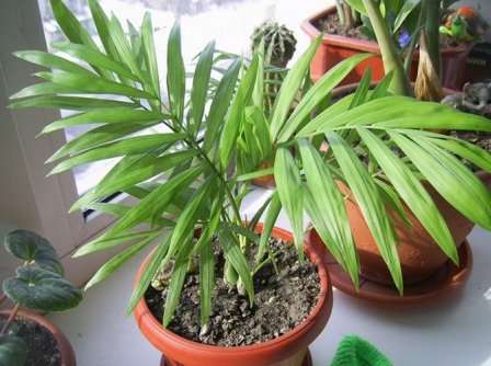 Итак, пальма хамедорея, уход в домашних условиях, фото — помогут вам вырастить это прекрасное, экзотическое растения, которое будет украшать ваш интерьер. Надеемся, что наши советы помогут вам ухаживать за цветком правильно.