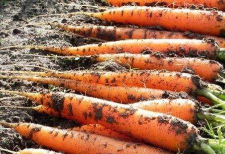 Теперь вы знаете, как хранить морковь и свеклу зимой в домашних условиях. Надеемся, что наши советы помогут вам наслаждаться вкусными, сочными и спелыми плодами до самой весны.