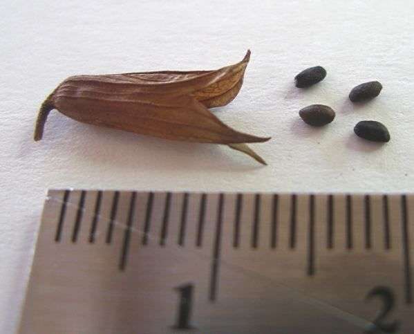 Перед тем как сажать семена увлажните грунт из пульвелизатора и слегка утрамбуйте. Это необходимо для того, чтобы очень мелкие семена цветка (смотрите фото ниже) не углубились настолько, что не смогли бы прорасти.