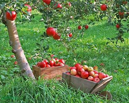 Решать,чем обработать плодовые деревья ранней весной от вредителей,- это прерогатива каждого садовода.