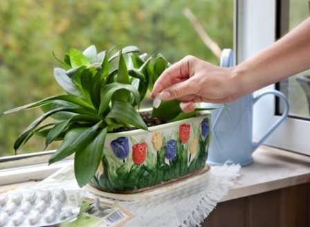 Удобрение для комнатных растений в домашних условиях — важная составляющая в нормальной жизнедеятельности цветка.