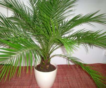 Как ухаживать за комнатной пальмой? Фото и название