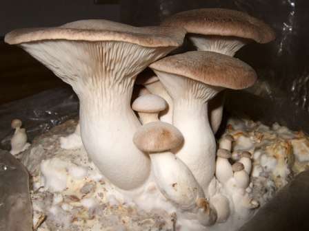 Как вырастить грибы в домашних условиях? Советы для новичков