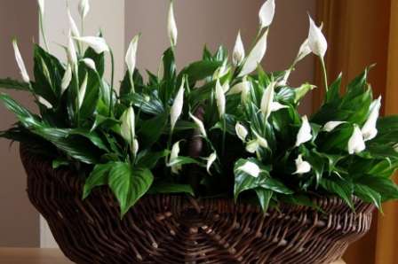 Тема этой статьи — спатифиллум — уход в домашних условиях. Фото растения, представленные на нашем сайте, помогут вам еще больше полюбить цветок и научат правильному уходу за ним.