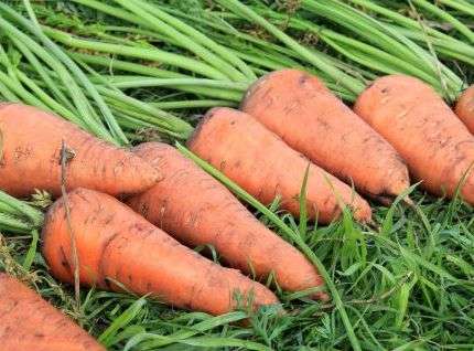  Подмерзшая морковь легко заражается серой гнилью и может не перенести длительного хранения.