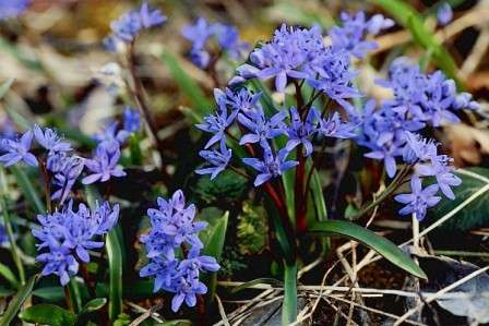 Милые рано распускающиеся соцветия фиолетовых колокольчиков часто присутствуют весной на дачах между деревьями. 