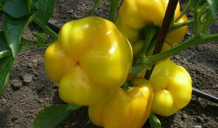 Солнце Италии Плоды этого толстостенного сладкого перца (толщина мякоти 0,6-0,8 см) имеют универсальное применение