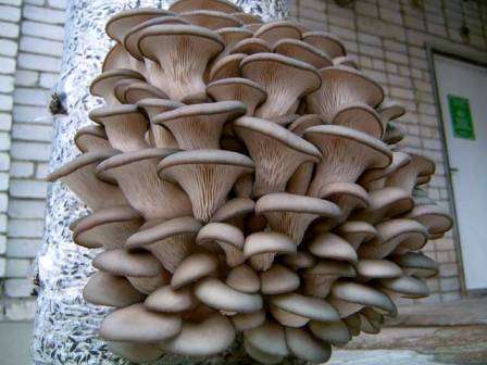 Экстенсивный. Основывается на выращивании в естественных для грибов условиях. Некоторые дачники успешно освоили эту методику и используют пни или древесные отрубки для получения богатого урожая. 