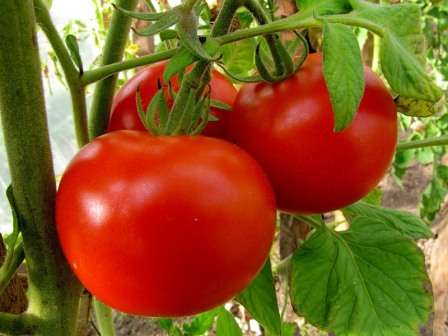 К счастью, чаще всего дачникам удается вырастить здоровую рассаду помидоров, применяя стандартную подкормку.