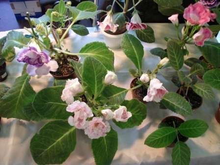 Итак, надеемся, что наша тема: глоксиния — фото, уход в домашних условиях, размножение поможет вам создать прекрасное растение на вашем подоконнике, которое будет радовать вас долгие годы. Пусть в вашем доме появится это удивительно красивое растение с белыми, розовыми и фиолетовыми цветами!