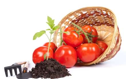 Как вырастить крепкую рассаду помидоров? Ценные советы