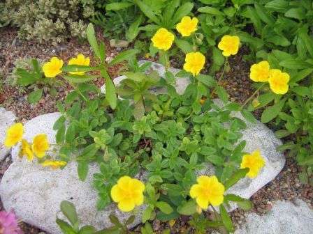 Тема этой статьи — солнцецвет — посадка и уход. Фото, представленные на нашем сайте, помогут вам полюбить цветок и обязательно посеять его на дачном участке.