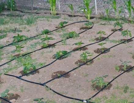 Суть капельной системы — медленная, но постоянная подача воды к растениям. Поливать огород таким способом — одно удовольствие.