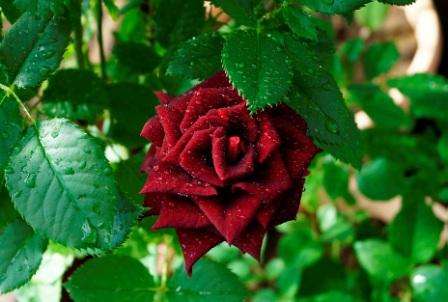 В этой статье мы детально рассмотрим, что представляет собой роза «Черная магия». Фото и наши рекомендации помогут вам вырастить на своем дачном участке этот яркий, необычный цветок.