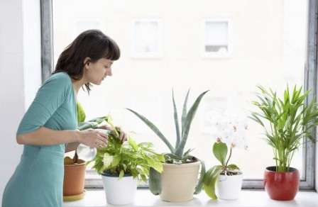 Как развести актару для полива комнатных растений?